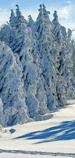 Snowy forest with sunlit trees under a blue sky.