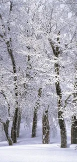 Snow-covered forest with tranquil trees and gentle winter scenery.