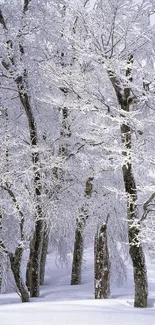 Snow-covered trees in a peaceful winter forest wallpaper.