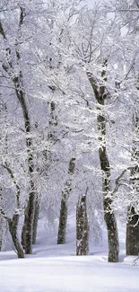 Beautiful snowy forest with frosted trees.