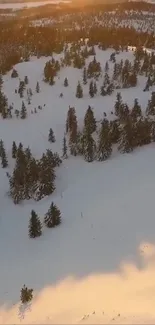 Snow-covered forest at sunset with a calming glow.