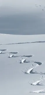 Snowy landscape with ski tracks and birds in a serene setting.