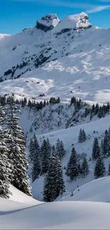 Snowy mountain wallpaper with pine forest under blue sky.