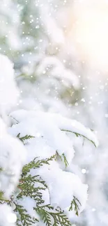 Snow-covered pine branches with sunlight.