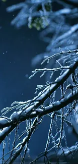 Snow-covered tree branches at night under a dark blue sky.