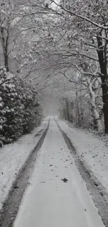 Serene snowy path in a winter forest