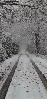 Snowy path through a tranquil winter forest.