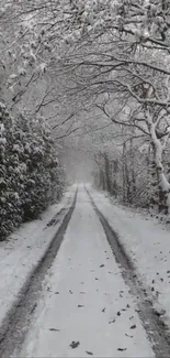 Snow-covered path lined with frosty trees on a winter day.