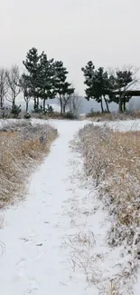 Serene snowy path through wintry fields and trees.