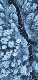 Aerial view of a snowy pine forest in winter.