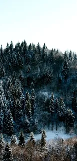 Snow-covered pine forest in winter with serene atmosphere.