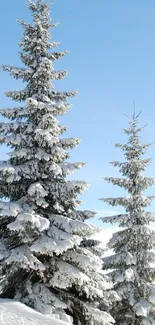 Snowy pine trees under a clear blue sky in a tranquil winter landscape.