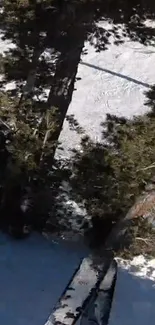 Ski lift over snowy forest landscape with trees.