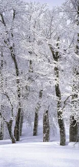 Snow-covered forest with frosted trees in winter.