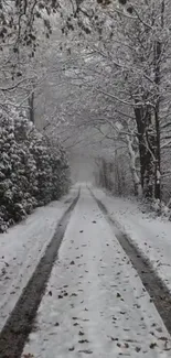 Serene snow-covered path through a winter forest scene.