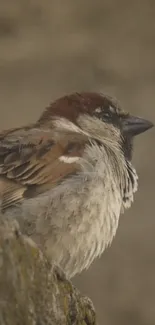 A serene sparrow perched on a branch with a soft brown background.