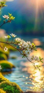 Spring blossoms reflect in a sunlit lake creating a serene mobile wallpaper.