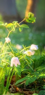 A serene garden with spring blossoms and green leaves under soft sunlight.