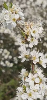 Close-up of white blossoms on a branch in spring.