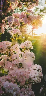 Sunlit pink blossoms with a serene background.