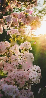 Cherry blossoms illuminated by sunlight creating a serene mobile wallpaper.