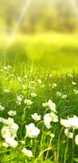 Mobile wallpaper of a lush green field with white flowers under sunlight.