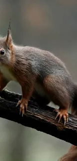 Squirrel calmly sits on a branch in a serene forest setting, perfect for mobile wallpaper.