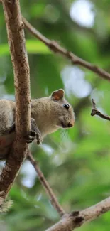 Squirrel sits calmly on a tree branch surrounded by lush green leaves.