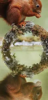 Squirrel on a circle branch reflected in water, set in serene nature.