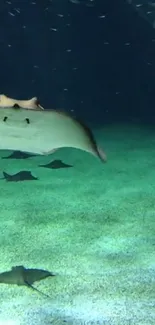 Serene stingray glides through tranquil teal ocean underwater scene.