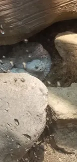 Snake nestled among stones with earthy tones.