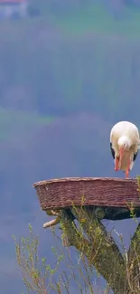 A stork perched on its nest, amidst a blurred natural background.