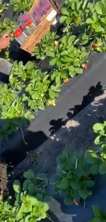 Vibrant strawberry field with ripe berries and green leaves.