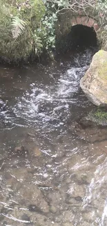 Serene stream flowing through a lush, wooded forest with mossy rocks.