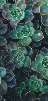 Close-up of lush green succulents, creating a soothing nature-themed wallpaper.