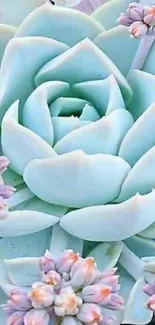 Serene succulent wallpaper with pastel blooms.