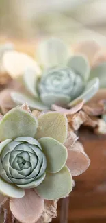 Serene succulent plants in green and beige hues for mobile wallpaper.