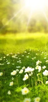 Serene wallpaper of a sunlit field with white flowers and green grass.