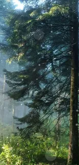 Sunlit forest path with tall trees and radiant green foliage.