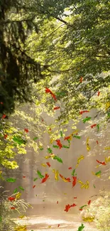 A sunlit forest pathway with lush green trees and soft light.