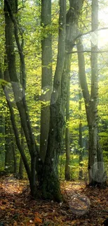 Sunlit forest with vibrant green foliage and autumn leaves covering the ground.