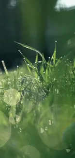 Serene sunlit grass with dew droplets and bokeh effects.