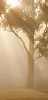 Golden misty morning tree with sunlight streaming through.