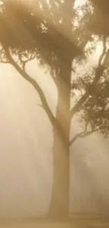 Sunlit tree in misty forest wallpaper, creating a serene and calming ambiance.