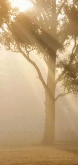 Sunlit tree in golden light creating a serene, nature-inspired wallpaper.