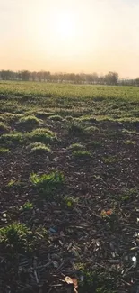 Serene sunrise over a lush green field.