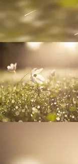 Delicate white flowers in a dewy field at sunrise with golden sunlight.