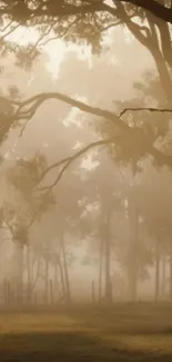 Serene forest with sunrise, mist, and trees casting shadows.