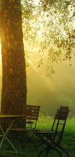 Sunlit forest scene with chairs under a tree at sunrise.