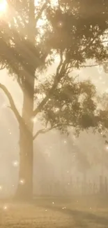 Sunrise lighting through treetops in a misty forest.